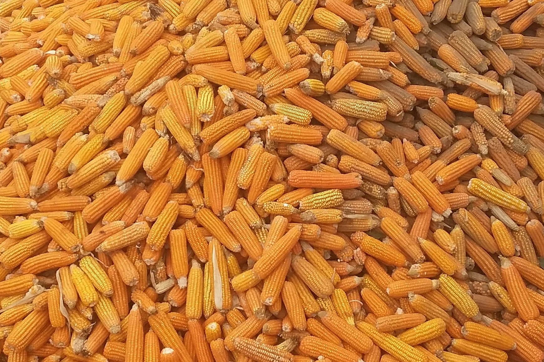 Dry Corn